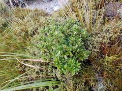 Pimelea gnidia