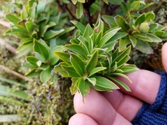 Pimelea gnidia