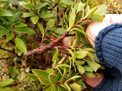 Pimelea gnidia