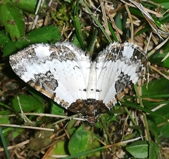 Melanthia procellata