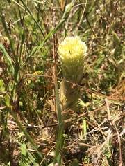 Castilleja wightii