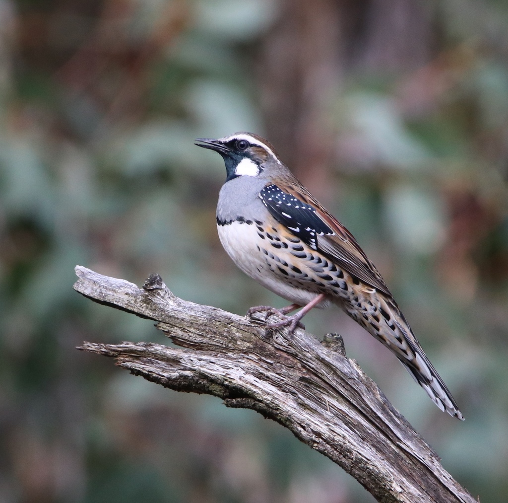 Spotted Quail-thrush photo