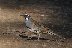 Spotted Quail-Thrush photo 3