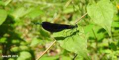 Calopteryx japonica