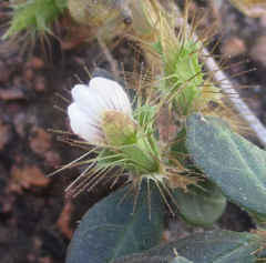 Blepharis maderaspatensis