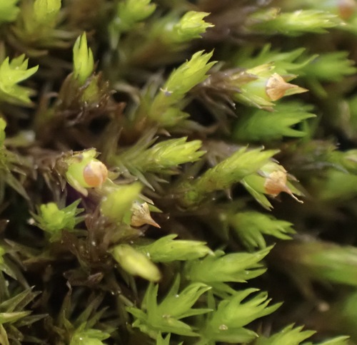 Schistidium apocarpum