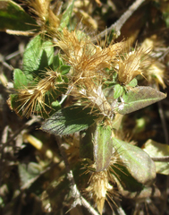 Blepharis maderaspatensis