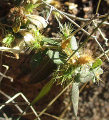 Blepharis maderaspatensis