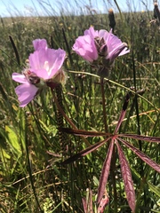 Sidalcea calycosa rhizomata