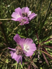 Sidalcea calycosa rhizomata