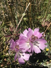 Sidalcea calycosa rhizomata