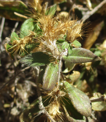 Blepharis maderaspatensis