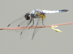 Aethriamanta gracilis