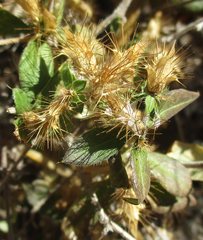 Blepharis maderaspatensis