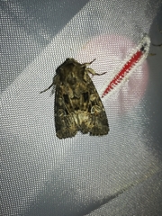 Pachetra sagittigera