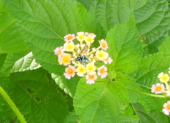 Thyreus himalayensis