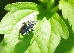 Thyreus himalayensis