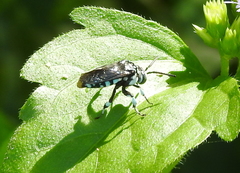 Thyreus himalayensis