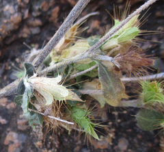 Blepharis maderaspatensis