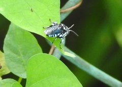 Thyreus himalayensis