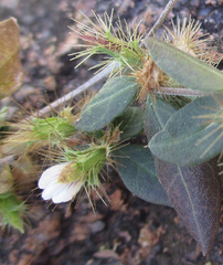 Blepharis maderaspatensis