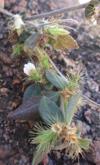 Blepharis maderaspatensis