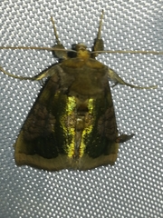 Plusiini