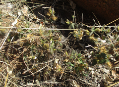 Blepharis maderaspatensis