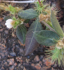 Blepharis maderaspatensis