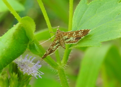 Sameodes cancellalis