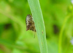 Paracritheus trimaculatus