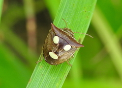 Paracritheus trimaculatus