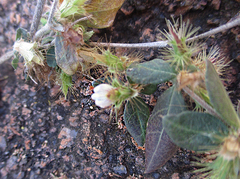 Blepharis maderaspatensis