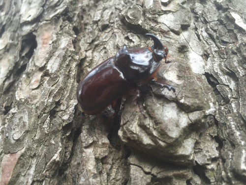 nosorožtek obyčajný (Oryctes nasicornis)