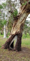 Eucalyptus leucoxylon