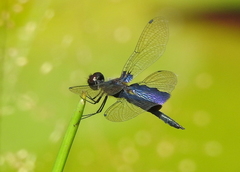 Rhyothemis triangularis