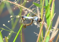 Aethriamanta gracilis