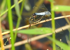 Aethriamanta gracilis