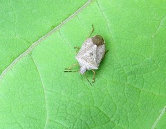 Euschistus servus euschistoides