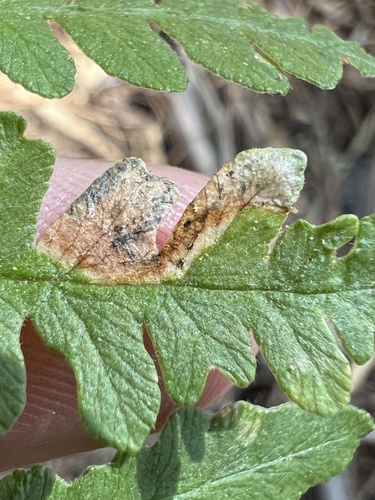 Phytoliriomyza clara