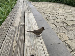 Carpodacus formosanus