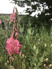 Onobrychis saxatilis