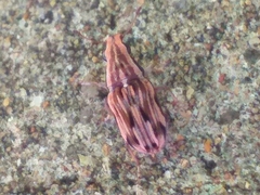 Sintor suturalis