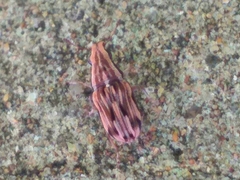 Sintor suturalis