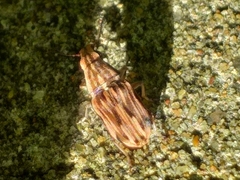 Sintor suturalis