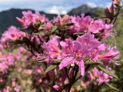 Rhododendron rubropilosum