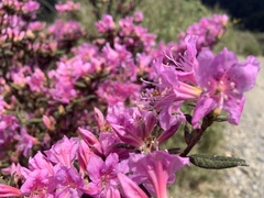 Rhododendron rubropilosum