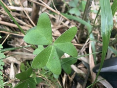 Oxalis griffithii