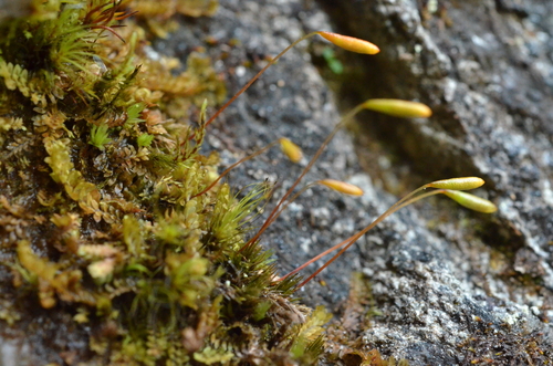 Pohlia elongata observed 2024-07-31