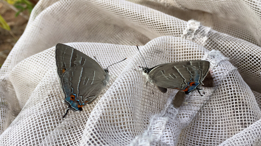 Colorado Hairstreak